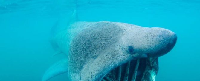 Basking Shark